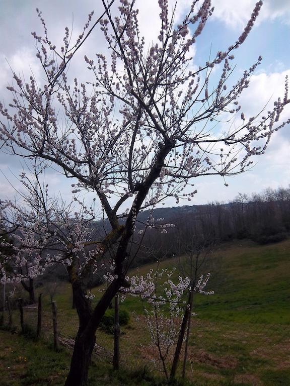 Agriturismo Norianino Montemerano Kültér fotó